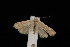  ( - DNA-ATBI-2591)  @13 [ ] CreativeCommons - Attribution (2010) Unspecified Centre for Biodiversity Genomics