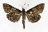 (Pyrausta niveicilialis - BGS03506)  @15 [ ] CreativeCommons - Attribution Non-Commercial Share-Alike (2015) Zhaofu Yang Entomological Museum, Northwest A and F University and Biology, College of Charleston