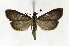  (Pyrausta demantrialis PS1 - BGS03508)  @15 [ ] CreativeCommons - Attribution Non-Commercial Share-Alike (2015) Zhaofu Yang Entomological Museum, Northwest A and F University and Biology, College of Charleston