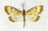  ( - BGS03546)  @14 [ ] CreativeCommons - Attribution Non-Commercial Share-Alike (2015) Zhaofu Yang Entomological Museum, Northwest A and F University and Biology, College of Charleston