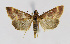  ( - BGS03573)  @14 [ ] CreativeCommons - Attribution Non-Commercial Share-Alike (2015) Zhaofu Yang Entomological Museum, Northwest A and F University and Biology, College of Charleston