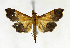  ( - BGS03582)  @14 [ ] CreativeCommons - Attribution Non-Commercial Share-Alike (2015) Zhaofu Yang Entomological Museum, Northwest A and F University and Biology, College of Charleston