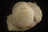  ( - BIOUG-48552-C05)  @11 [ ] Creative Commons - Attribution Non-Commercial Share-Alike  (2021) Jessica Schultz University of Guelph