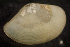  (Saccella - BIOUG-48552-D05)  @11 [ ] Creative Commons - Attribution Non-Commercial Share-Alike  (2021) Jessica Schultz University of Guelph