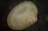  ( - BIOUG-48552-E06)  @11 [ ] Creative Commons - Attribution Non-Commercial Share-Alike  (2021) Jessica Schultz University of Guelph