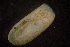  ( - BIOUG-48552-G10)  @11 [ ] Creative Commons - Attribution Non-Commercial Share-Alike  (2021) Jessica Schultz University of Guelph
