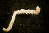  ( - BIOUG-48553-C02)  @11 [ ] Creative Commons - Attribution Non-Commercial Share-Alike  (2021) Jessica Schultz University of Guelph