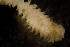  ( - BIOUG-48553-C04)  @11 [ ] Creative Commons - Attribution Non-Commercial Share-Alike  (2021) Jessica Schultz University of Guelph