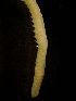  ( - BIOUG-48553-G01)  @11 [ ] Creative Commons - Attribution Non-Commercial Share-Alike  (2021) Jessica Schultz University of Guelph