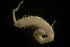  ( - BIOUG-48554-B10)  @11 [ ] Creative Commons - Attribution Non-Commercial Share-Alike  (2021) Jessica Schultz University of Guelph