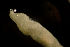  ( - BIOUG-48554-F04)  @11 [ ] Creative Commons - Attribution Non-Commercial Share-Alike  (2021) Jessica Schultz University of Guelph