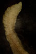  ( - BIOUG-48554-F09)  @11 [ ] Creative Commons - Attribution Non-Commercial Share-Alike  (2021) Jessica Schultz University of Guelph