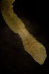  ( - BIOUG-48554-F11)  @11 [ ] Creative Commons - Attribution Non-Commercial Share-Alike  (2021) Jessica Schultz University of Guelph