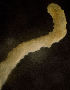  ( - BIOUG-48554-F11)  @11 [ ] Creative Commons - Attribution Non-Commercial Share-Alike  (2021) Jessica Schultz University of Guelph