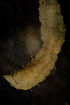  ( - BIOUG-48554-G01)  @11 [ ] Creative Commons - Attribution Non-Commercial Share-Alike  (2021) Jessica Schultz University of Guelph