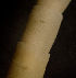  ( - BIOUG-48554-H04)  @11 [ ] Creative Commons - Attribution Non-Commercial Share-Alike  (2021) Jessica Schultz University of Guelph