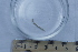  ( - BIOUG-48554-H05)  @11 [ ] Creative Commons - Attribution Non-Commercial Share-Alike  (2021) Jessica Schultz University of Guelph