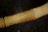 ( - BIOUG-48554-H06)  @11 [ ] Creative Commons - Attribution Non-Commercial Share-Alike  (2021) Jessica Schultz University of Guelph