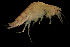  ( - CCDB-31224-B03)  @11 [ ] Creative Commons - Attribution Non-Commercial Share-Alike  (2021) Jessica Schultz University of Guelph