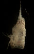  ( - CCDB-31224-D11)  @11 [ ] Creative Commons - Attribution Non-Commercial Share-Alike  (2021) Jessica Schultz University of Guelph
