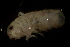  ( - CCDB-31224-F02)  @11 [ ] Creative Commons - Attribution Non-Commercial Share-Alike  (2021) Jessica Schultz University of Guelph