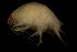  ( - CCDB-31224-F07)  @11 [ ] Creative Commons - Attribution Non-Commercial Share-Alike  (2021) Jessica Schultz University of Guelph