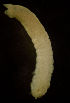  ( - CCDB-31230-B01)  @11 [ ] Creative Commons - Attribution Non-Commercial Share-Alike  (2021) Jessica Schultz University of Guelph