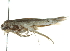  ( - 09-NSWHH-1992)  @12 [ ] CreativeCommons - Attribution (2010) CBG Photography Group Centre for Biodiversity Genomics