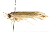  ( - 09-NSWHH-2003)  @12 [ ] CreativeCommons - Attribution (2010) CBG Photography Group Centre for Biodiversity Genomics