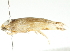  ( - 09-NSWHH-2006)  @12 [ ] CreativeCommons - Attribution (2010) CBG Photography Group Centre for Biodiversity Genomics