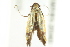  ( - 09-NSWHH-2040)  @13 [ ] CreativeCommons - Attribution (2010) CBG Photography Group Centre for Biodiversity Genomics