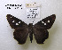  (Polygonus leo lividius - McGuire09-DR-Skip6)  @13 [ ] Unspecified (default): All Rights Reserved  Unspecified Unspecified
