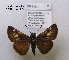  (Paratrytone batesi - McGuire09-DR-Skip2)  @14 [ ] Unspecified (default): All Rights Reserved  Unspecified Unspecified
