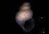  ( - 126467)  @11 [ ] Creative Commons BY NC SA (2025) University of Bergen Natural History Collections