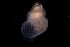  ( - 126467)  @11 [ ] Creative Commons BY NC SA (2025) University of Bergen Natural History Collections
