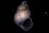  ( - 126494)  @11 [ ] Creative Commons BY NC SA (2025) University of Bergen Natural History Collections