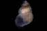  ( - 126494)  @11 [ ] Creative Commons BY NC SA (2025) University of Bergen Natural History Collections