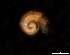  ( - 131643)  @11 [ ] Creative Commons BY NC SA (2025) University of Bergen Natural History Collections