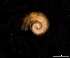  ( - 131643)  @11 [ ] Creative Commons BY NC SA (2025) University of Bergen Natural History Collections