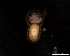  ( - 131643)  @11 [ ] Creative Commons BY NC SA (2025) University of Bergen Natural History Collections