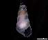  ( - 137860)  @11 [ ] Creative Commons BY NC SA (2025) University of Bergen Natural History Collections