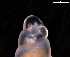  ( - 137860)  @11 [ ] Creative Commons BY NC SA (2025) University of Bergen Natural History Collections