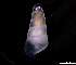  ( - 137860)  @11 [ ] Creative Commons BY NC SA (2025) University of Bergen Natural History Collections