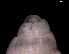  ( - 138157_01)  @11 [ ] Creative Commons BY NC SA (2025) University of Bergen Natural History Collections