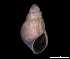  ( - 138157_02)  @11 [ ] Creative Commons BY NC SA (2025) University of Bergen Natural History Collections