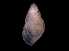  ( - 138157_02)  @11 [ ] Creative Commons BY NC SA (2025) University of Bergen Natural History Collections