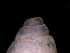  ( - 138157_02)  @11 [ ] Creative Commons BY NC SA (2025) University of Bergen Natural History Collections