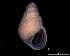  ( - 138157_03)  @11 [ ] Creative Commons BY NC SA (2025) University of Bergen Natural History Collections