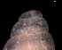  ( - 138157_03)  @11 [ ] Creative Commons BY NC SA (2025) University of Bergen Natural History Collections
