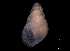  ( - 138157_03)  @11 [ ] Creative Commons BY NC SA (2025) University of Bergen Natural History Collections